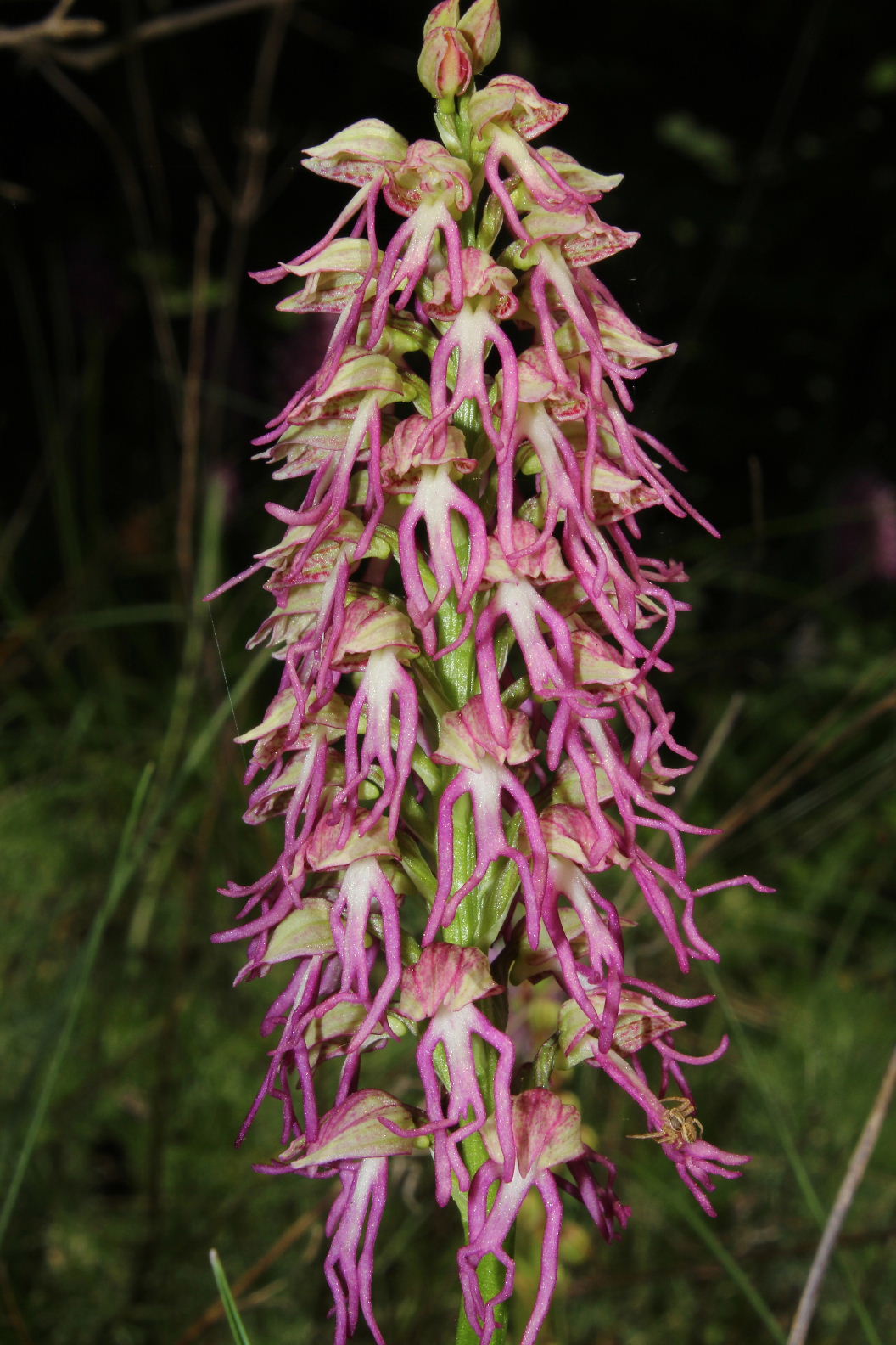 Orchis xbergonii